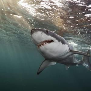 Meet your Posher, Libby